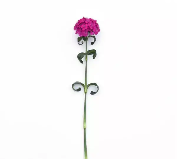 Гвоздика Свит Неоново-фиолетовая - Dianthus Sweet Neon Purple - Фото №2