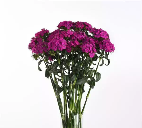 Гвоздика Свит Неоново-фиолетовая - Dianthus Sweet Neon Purple - Фото №3