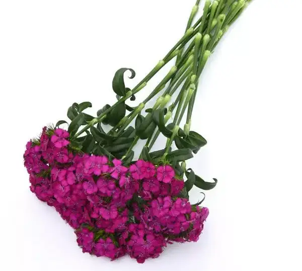 Гвоздика Свит Неоново-фиолетовая - Dianthus Sweet Neon Purple - Фото №4