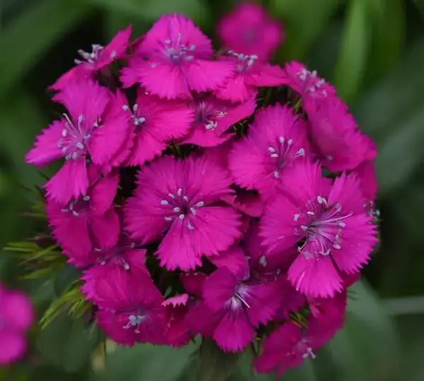 Гвоздика Свит Неоново-фиолетовая - Dianthus Sweet Neon Purple - Фото №1