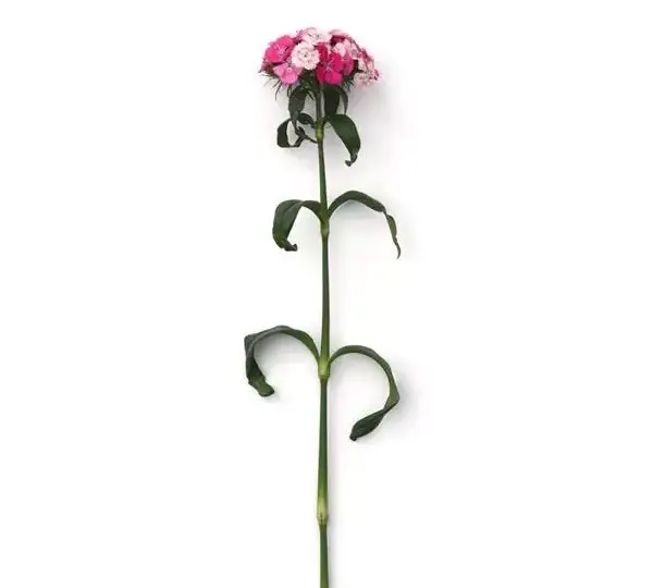 Гвоздика Свит Розовая Мэджик - Dianthus Sweet Pink Magic - Фото №2