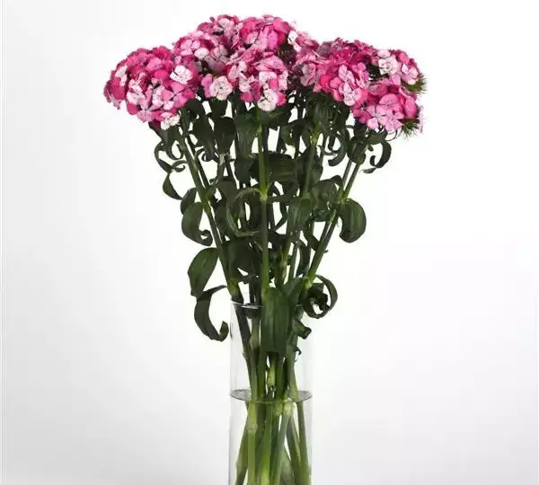 Гвоздика Свит Розовая Мэджик - Dianthus Sweet Pink Magic - Фото №3