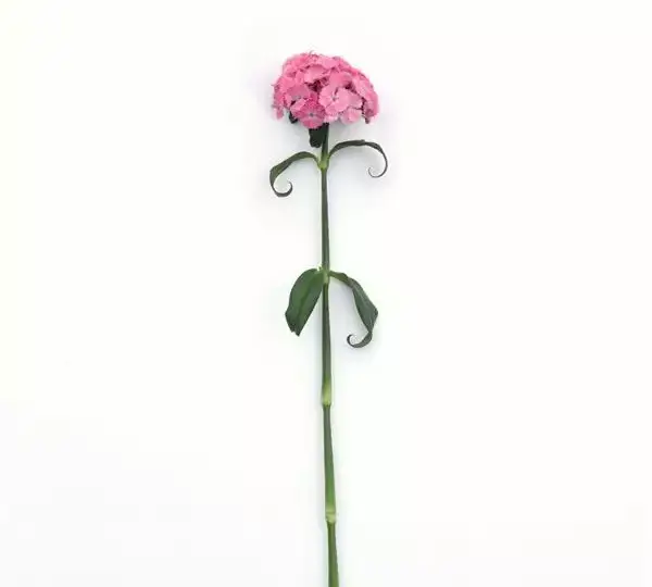Гвоздика Свит Розовая - Dianthus Sweet Pink - Фото №2