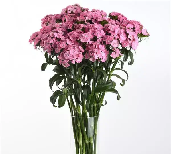 Гвоздика Свит Розовая - Dianthus Sweet Pink - Фото №3