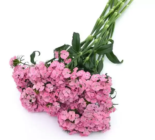 Гвоздика Свит Розовая - Dianthus Sweet Pink - Фото №4
