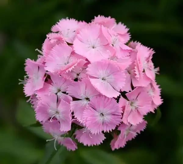 Гвоздика Свит Розовая - Dianthus Sweet Pink - Фото №1