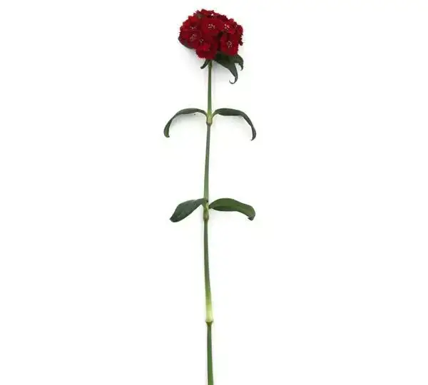 Гвоздика Свит Красная - Dianthus Sweet Red - Фото №2