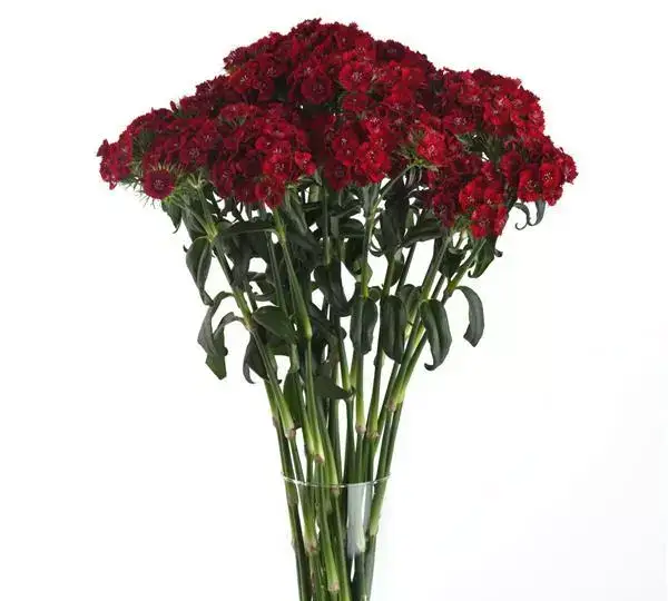 Гвоздика Свит Красная - Dianthus Sweet Red - Фото №3