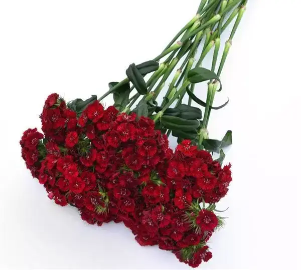 Гвоздика Свит Красная - Dianthus Sweet Red - Фото №4