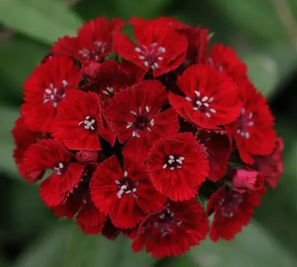 Гвоздика Свит Красная - Dianthus Sweet Red - Фото №1