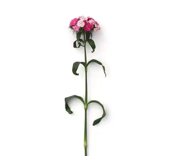 Гвоздика Свит Розовая Мэджик - Dianthus Sweet Rose Magic - Фото №2