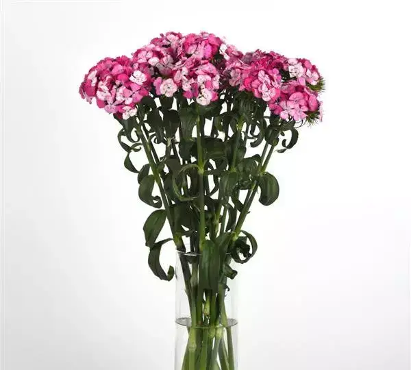 Гвоздика Свит Розовая Мэджик - Dianthus Sweet Rose Magic - Фото №3
