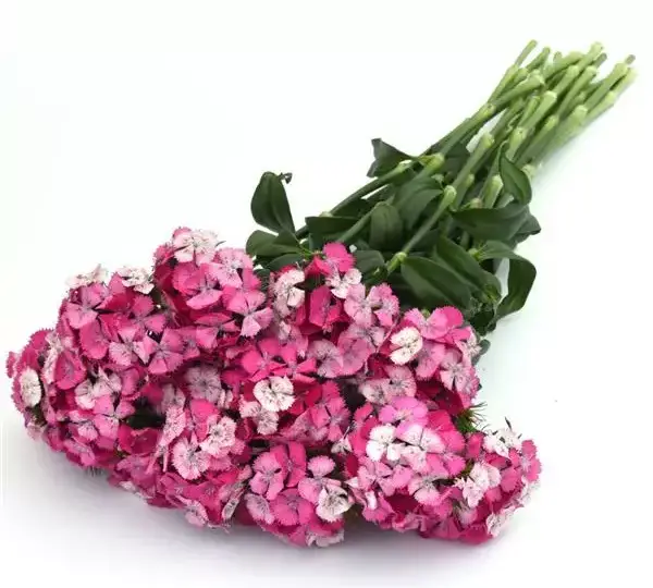 Гвоздика Свит Розовая Мэджик - Dianthus Sweet Rose Magic - Фото №4