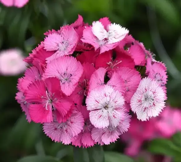 Гвоздика Свит Розовая Мэджик - Dianthus Sweet Rose Magic - Фото №1