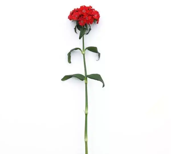 Гвоздика Свит Алая - Dianthus Sweet Scarlet - Фото №2