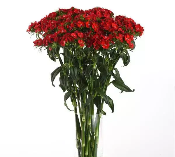 Гвоздика Свит Алая - Dianthus Sweet Scarlet - Фото №3