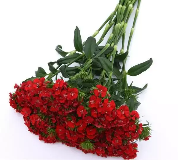 Гвоздика Свит Алая - Dianthus Sweet Scarlet - Фото №4