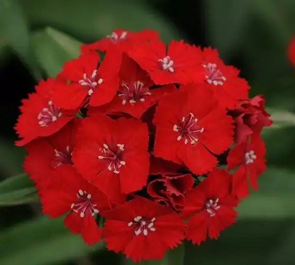 Гвоздика Свит Алая - Dianthus Sweet Scarlet - Фото №1
