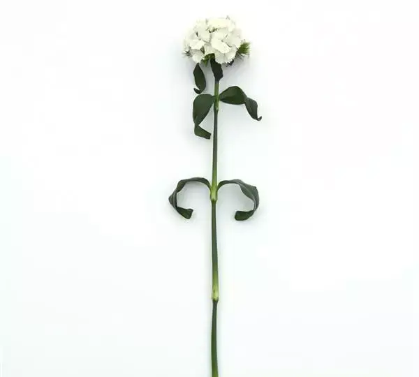 Гвоздика Свит Белая - Dianthus Sweet White - Фото №2