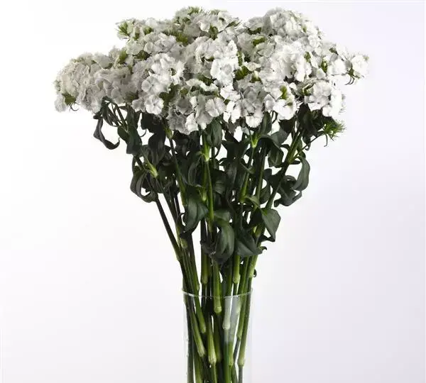 Гвоздика Свит Белая - Dianthus Sweet White - Фото №3