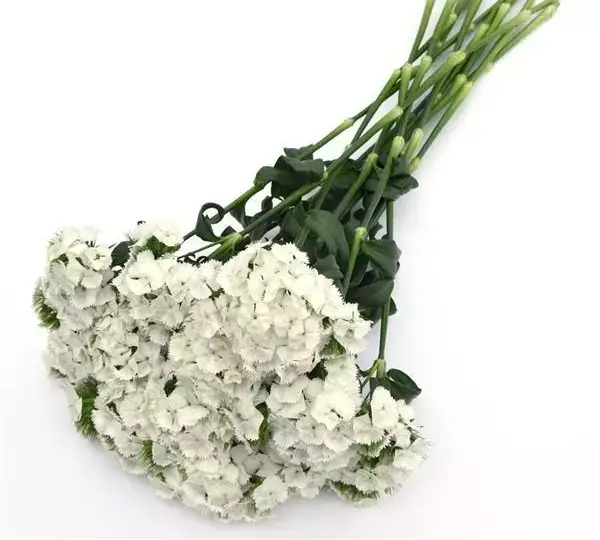 Гвоздика Свит Белая - Dianthus Sweet White - Фото №4