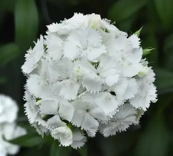 Гвоздика Свит Белая - Dianthus Sweet White - Фото №1
