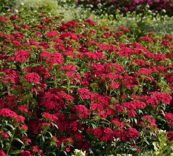 Гвоздика Джолт Вишнёвая - Interspecific Dianthus Jolt Cherry, Dianthus barbatus interspecific - Фото №2