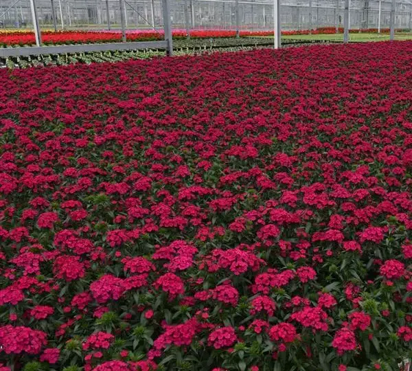 Гвоздика Джолт Вишнёвая - Interspecific Dianthus Jolt Cherry, Dianthus barbatus interspecific - Фото №3