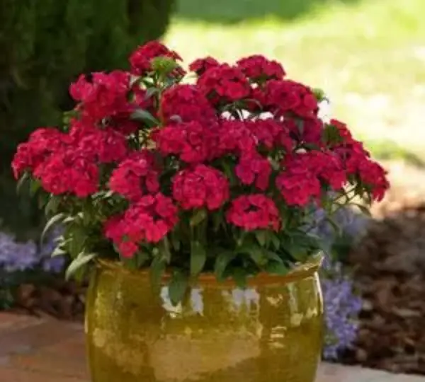 Гвоздика Джолт Вишнёвая - Interspecific Dianthus Jolt Cherry, Dianthus barbatus interspecific - Фото №4