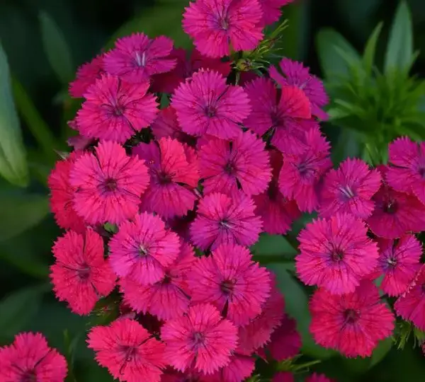 Гвоздика Джолт Вишнёвая - Interspecific Dianthus Jolt Cherry, Dianthus barbatus interspecific - Фото №1