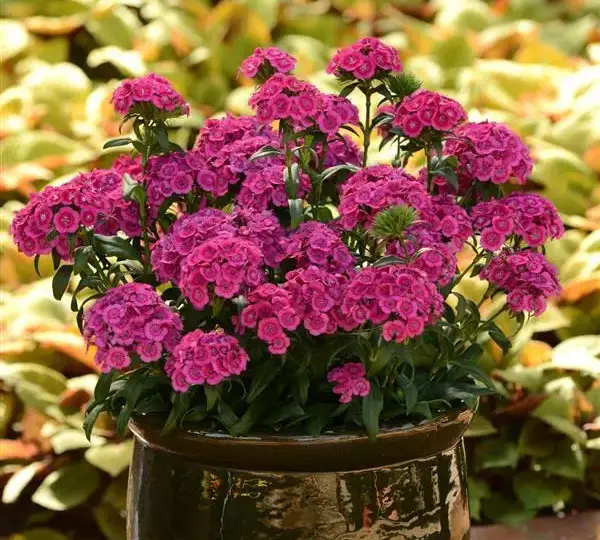 Гвоздика Джолт Розовая - Interspecific Dianthus Jolt Pink, Dianthus barbatus interspecific - Фото №2