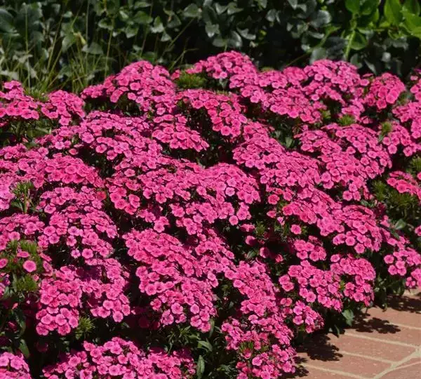 Гвоздика Джолт Розовая - Interspecific Dianthus Jolt Pink, Dianthus barbatus interspecific - Фото №3