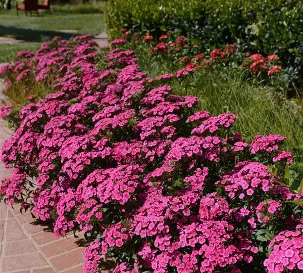Гвоздика Джолт Розовая - Interspecific Dianthus Jolt Pink, Dianthus barbatus interspecific - Фото №5