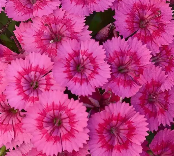 Гвоздика Джолт Розовая - Interspecific Dianthus Jolt Pink, Dianthus barbatus interspecific - Фото №1
