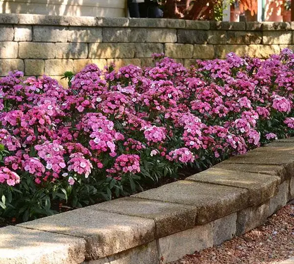 Гвоздика Джолт Розовая Мэджик - Interspecific Dianthus Jolt Pink Magic, Dianthus barbatus interspecific - Фото №2