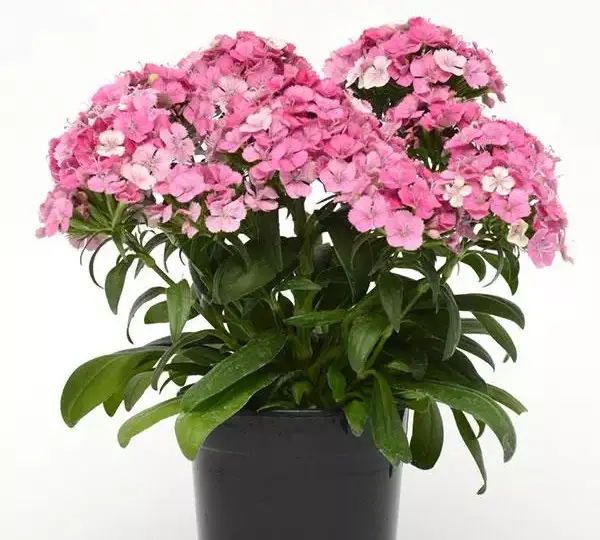 Гвоздика Джолт Розовая Мэджик - Interspecific Dianthus Jolt Pink Magic, Dianthus barbatus interspecific - Фото №3