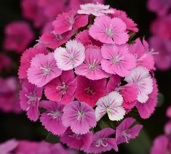 Гвоздика Джолт Розовая Мэджик - Interspecific Dianthus Jolt Pink Magic, Dianthus barbatus interspecific - Фото №1