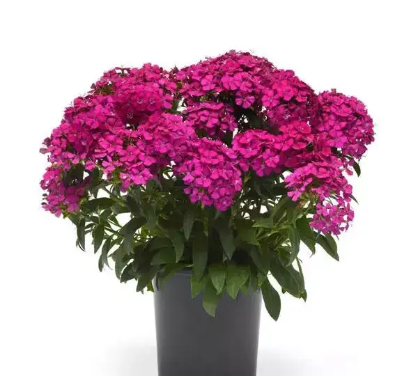 Гвоздика Джолт Фиолетовая - Interspecific Dianthus Jolt Purple, Dianthus barbatus interspecific - Фото №2