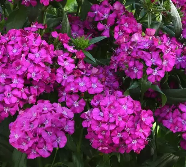 Гвоздика Джолт Фиолетовая - Interspecific Dianthus Jolt Purple, Dianthus barbatus interspecific - Фото №1