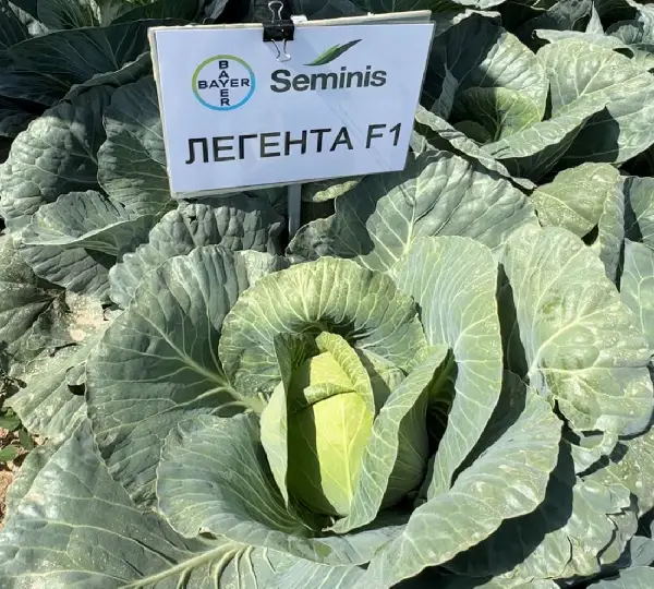 Капуста Легента F1 - Legenta F1 - Фото №3