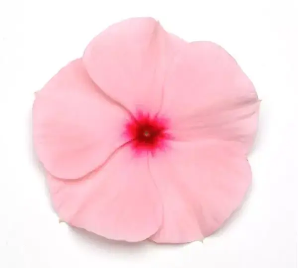 Катарантус Титан Абрикосовый - Catharanthus roseus Titan Apricot - Фото №1