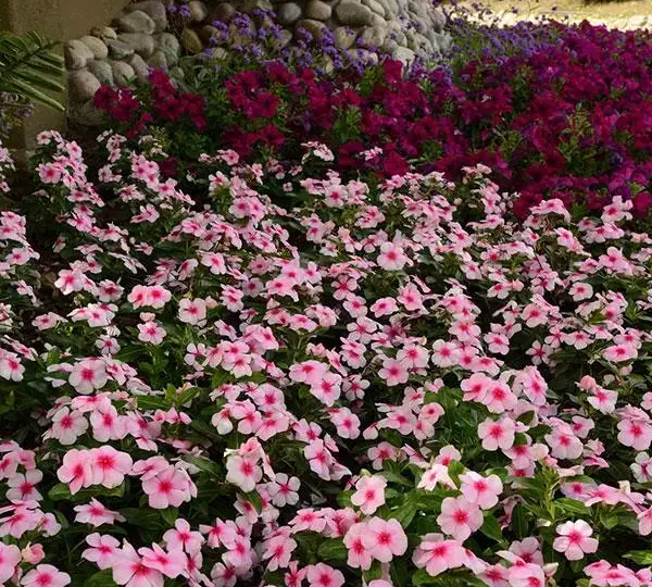 Катарантус Титан Нежно-розовый - Catharanthus roseus Titan Blush - Фото №2