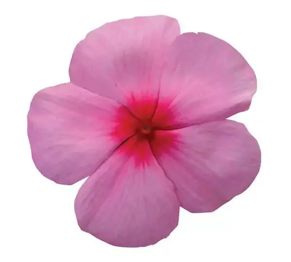 Катарантус Титан Нежно-розовый - Catharanthus roseus Titan Blush - Фото №1