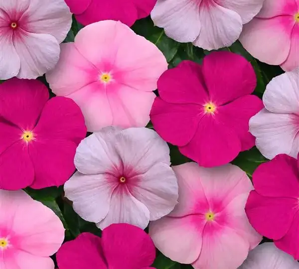 Катарантус Титан Смесь Бабл Гам - Catharanthus roseus Titan Bubble Gum Mixture - Фото №1