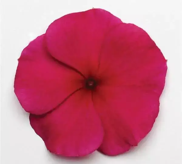 Катарантус Титан Бордовый - Catharanthus roseus Titan Burgundy - Фото №1