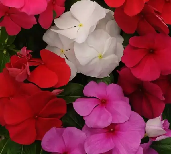 Катарантус Титан Смесь чистых окрасок - Catharanthus roseus Titan Clear Mixture - Фото №1