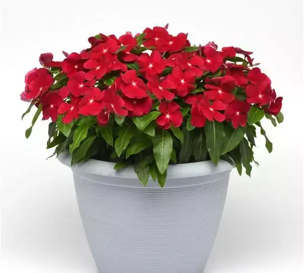 Катарантус Титан Клюквенный - Catharanthus roseus Titan Cranberry - Фото №2