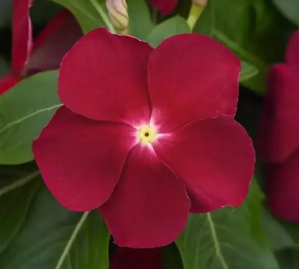 Катарантус Титан Клюквенный - Catharanthus roseus Titan Cranberry - Фото №1