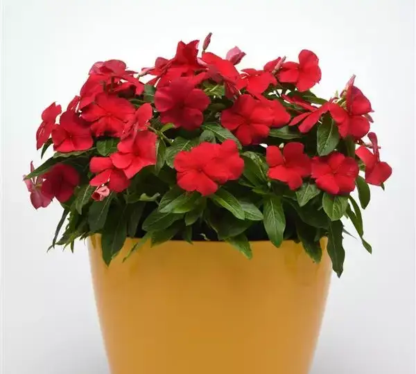 Катарантус Титан Тёмно-красный - Catharanthus roseus Titan Dark Red - Фото №2