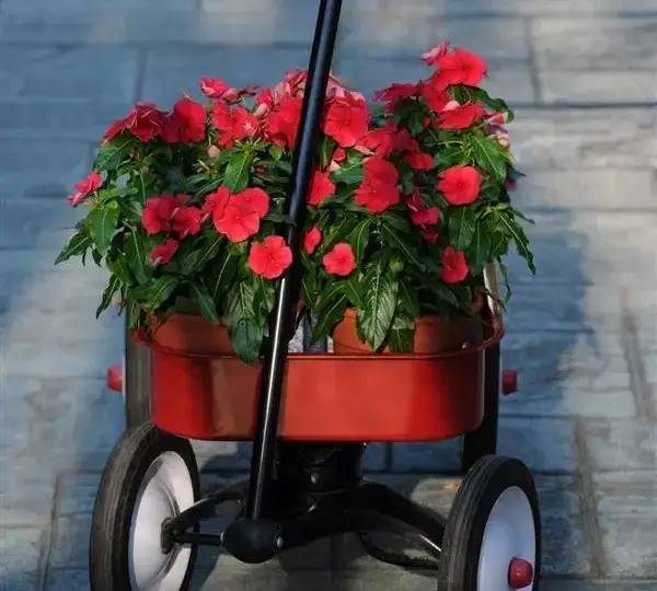 Катарантус Титан Тёмно-красный - Catharanthus roseus Titan Dark Red - Фото №3